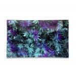 V-Syndicate Glass Rollin Trays - Medium